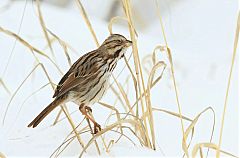 Song Sparrow